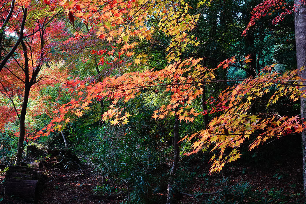 「何回目かの仁比山神社の紅葉」ー神埼市神埼町仁比山神社にてー_c0014538_22475803.jpg