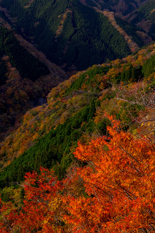 2021紅葉輝く奈良　ナメゴ谷　秋景_f0155048_19451367.jpg