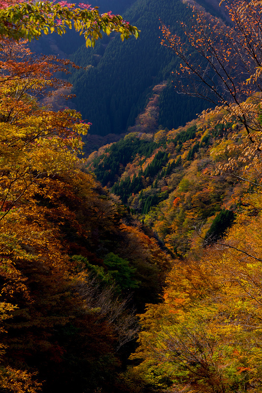 2021紅葉輝く奈良　ナメゴ谷　秋景_f0155048_19475212.jpg