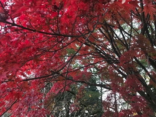 サローネ・着物友達の男女のお客様・御所の紅葉と猫。_f0181251_18524512.jpg
