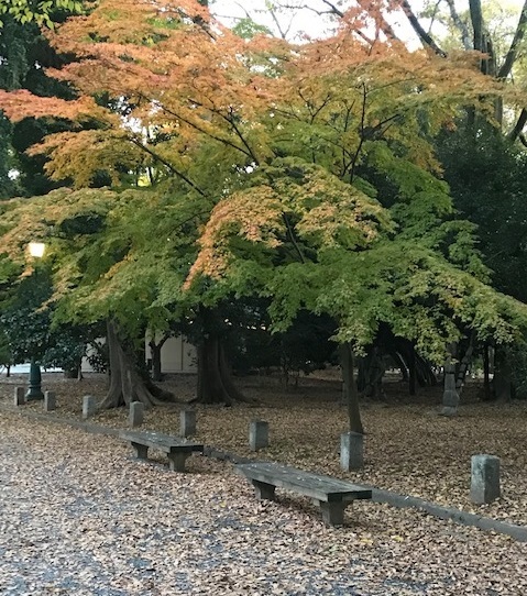 サローネ・着物友達の男女のお客様・御所の紅葉と猫。_f0181251_18543235.jpg