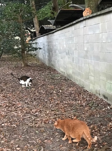 サローネ・着物友達の男女のお客様・御所の紅葉と猫。_f0181251_18574748.jpg