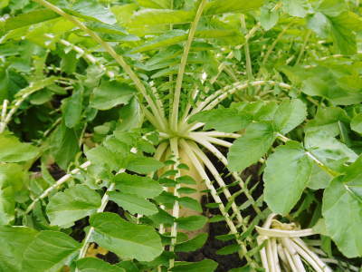 大人気!長尾ブランドの新鮮野菜!朝採りニンジン、ダイコン好評販売中!! 切り干し大根は現在加工中!_a0254656_17524489.jpg