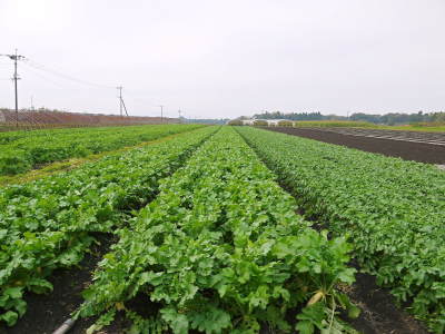 大人気!長尾ブランドの新鮮野菜!朝採りニンジン、ダイコン好評販売中!! 切り干し大根は現在加工中!_a0254656_17552375.jpg