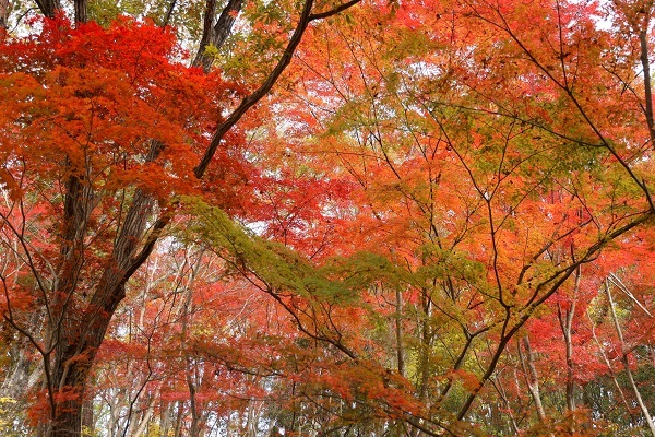 紅葉とニホンカモシカとカレーライス_b0328557_18181858.jpg