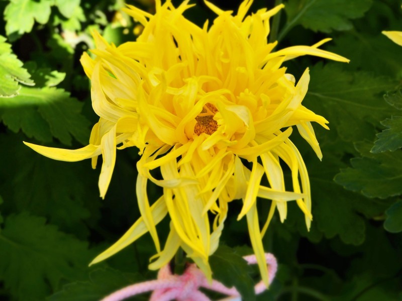 謎の顔と菊と…(´艸`*)_e0339064_15453107.jpg