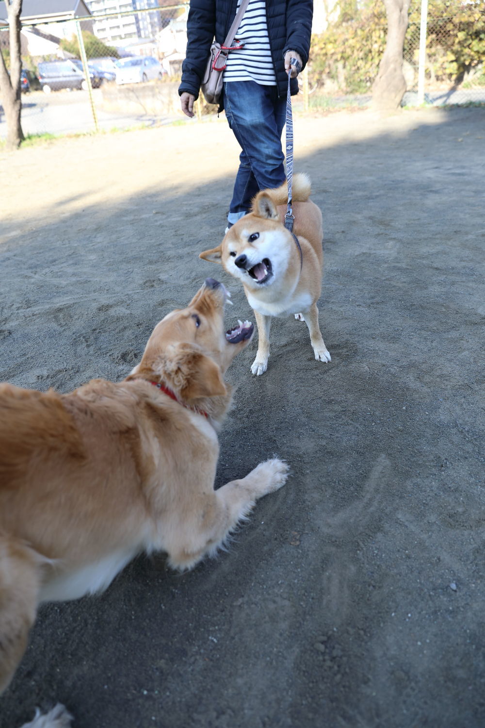 ダイヤくんと_b0275998_06351280.jpg