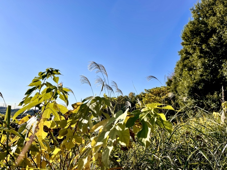 多摩さんぽ*女三人(11月13日朝)_c0212604_06340690.jpeg