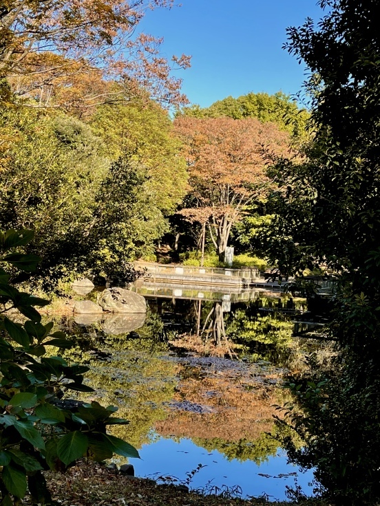 多摩さんぽ*女三人(11月13日朝)_c0212604_06383654.jpeg