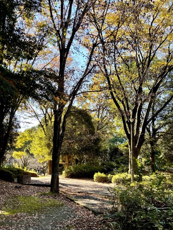 多摩さんぽ*女三人(11月13日朝)_c0212604_06392517.jpeg
