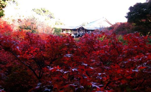 ～今日の道草～　東福寺_a0121709_13545338.jpg