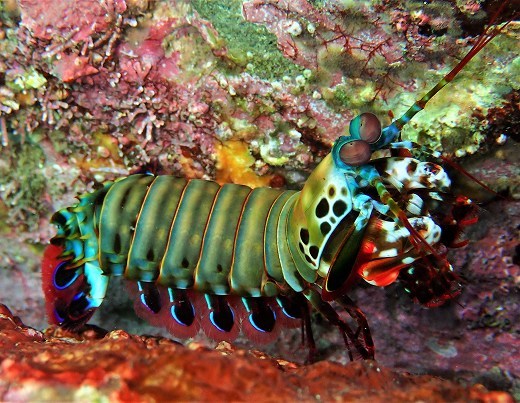モンハナシャコ 葉山 芝崎 南の根 Odontodactylus Scyllarus Linnaeus 1758 葉山の美味しいダイビング生活