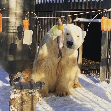 ロシア・西シベリア、セヴェルスク動物園のウド (Уд) の満30歳の誕生会が開催される ~ \"Дедушка Уд\"(ウドおじいちゃん) 健在_a0151913_18573386.jpg