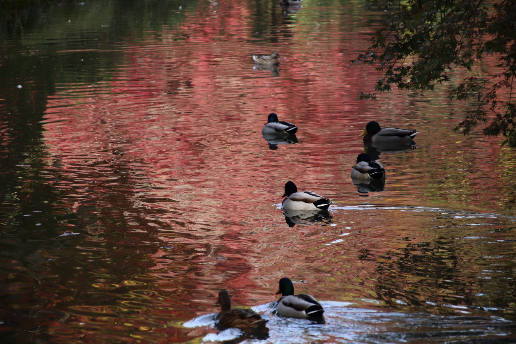 京都府立植物園　紅葉の盛りが始まった_e0048413_17141266.jpg