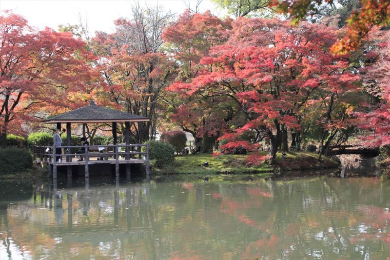 京都府立植物園　紅葉の盛りが始まった_e0048413_17141809.jpg