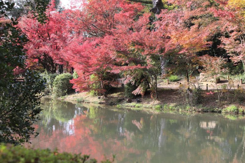 京都府立植物園　紅葉の盛りが始まった_e0048413_17142436.jpg