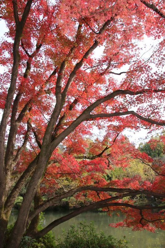 京都府立植物園　紅葉の盛りが始まった_e0048413_17142939.jpg