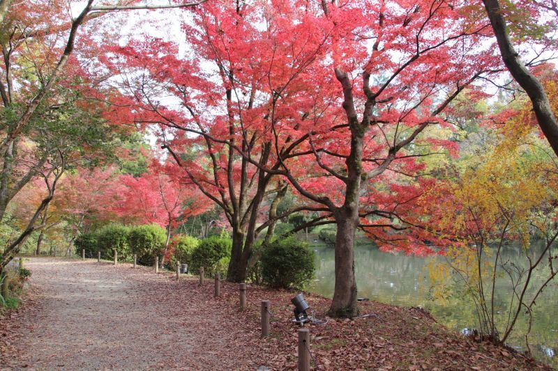 京都府立植物園　紅葉の盛りが始まった_e0048413_17143325.jpg
