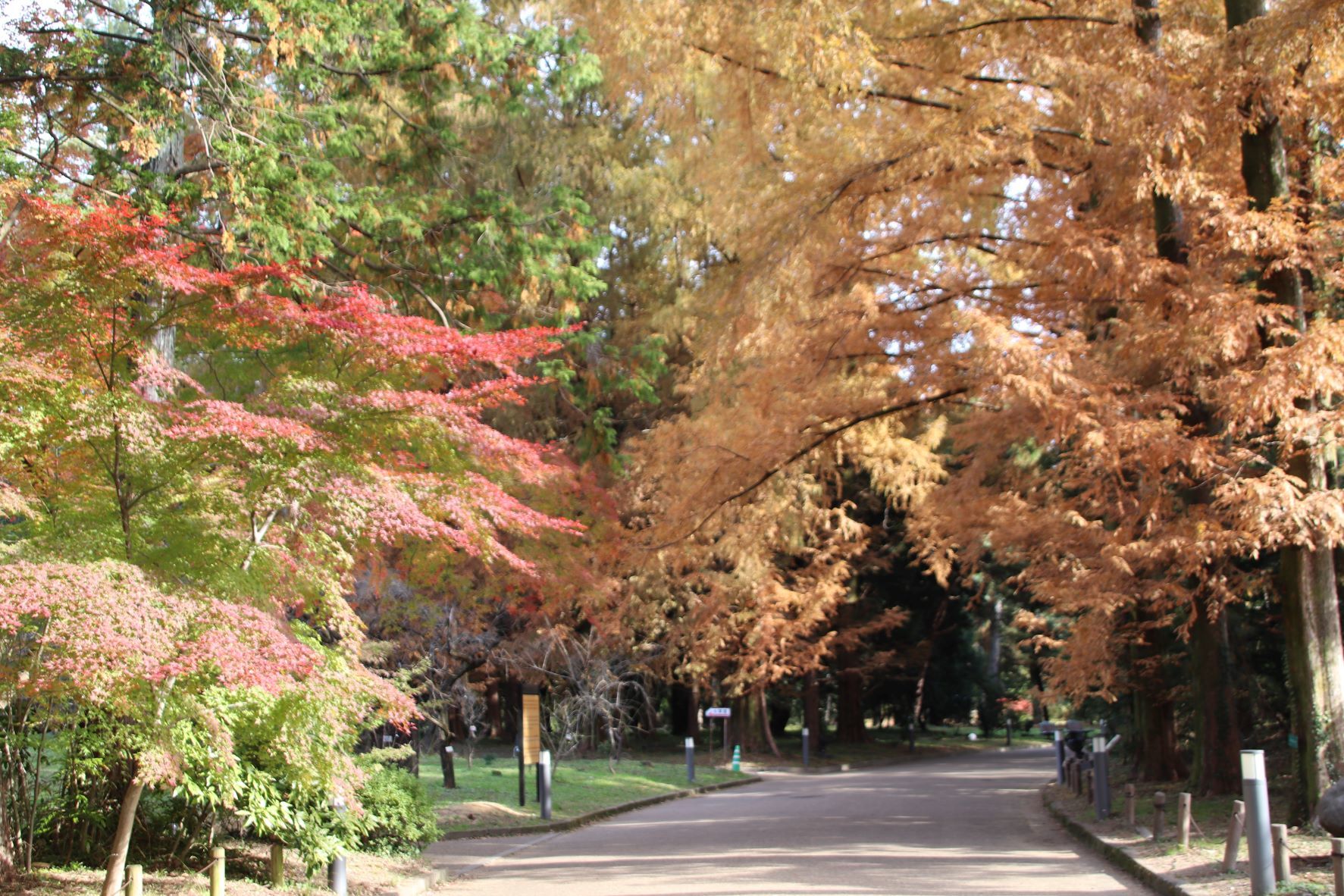 京都府立植物園　紅葉の盛りが始まった_e0048413_17143735.jpg