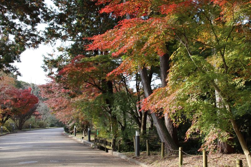 京都府立植物園　紅葉の盛りが始まった_e0048413_17144128.jpg