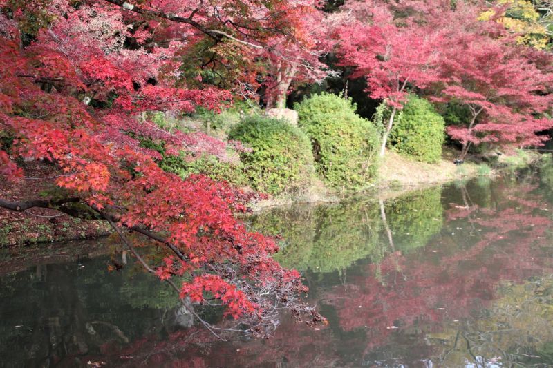 京都府立植物園　紅葉の盛りが始まった_e0048413_17243957.jpg