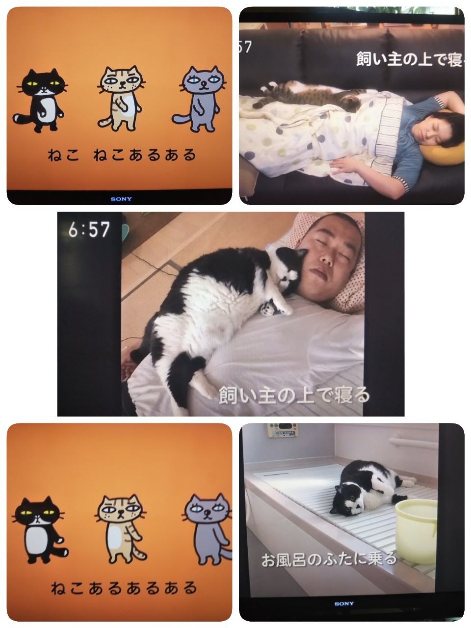 猫草ラブ、0655 : ちゃたゆき暮らし