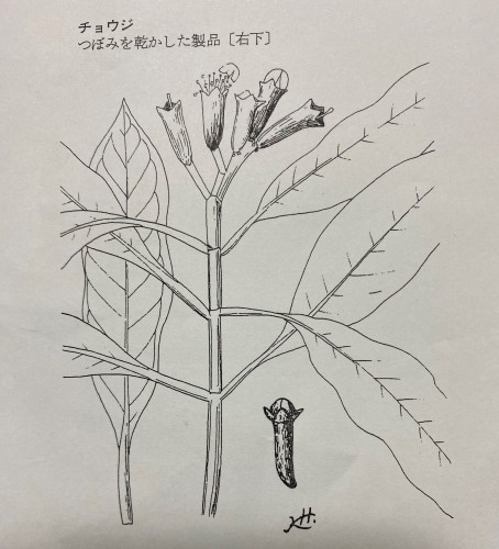 女性たちが愛したスパイス_b0158721_05512808.jpg