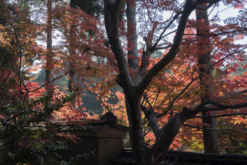 京田辺　一休寺　ハイキング_e0353934_15083842.jpg