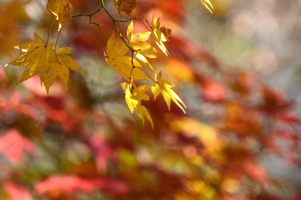 紅葉....ルリビタキ_f0400360_23564245.jpg