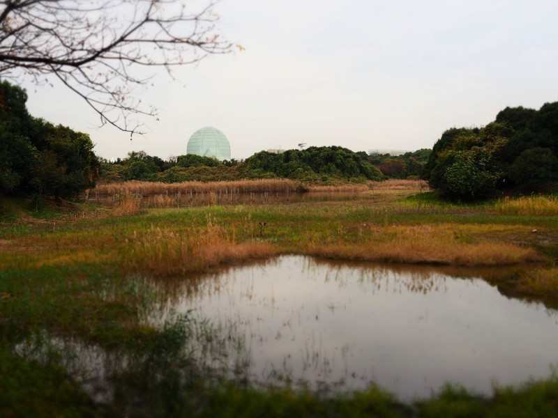鳥撮りへ (´艸`*)_e0339064_16322059.jpg