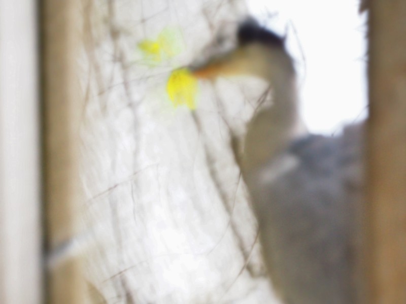 鳥撮りへ (´艸`*)_e0339064_16332400.jpg