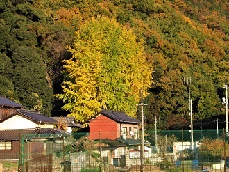 色づきはじめた安浦のイチョウ_e0175370_11251383.jpg