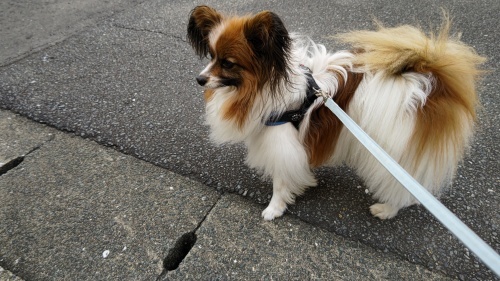 お散歩🐾_f0357682_16310734.jpg