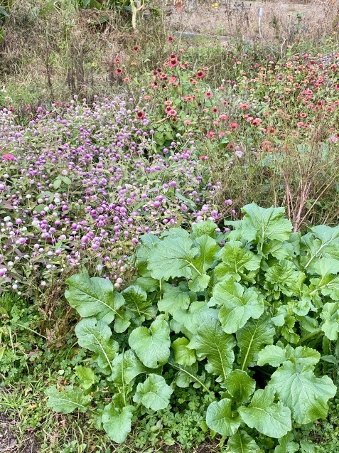 先日、花採取に夏の暑さで行かれなかったクラスで行ってきました_c0128489_18394454.jpeg