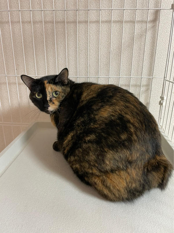 【ハピネスページ】猫さん4体 1_thum.jpg