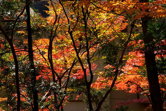 紅葉貝