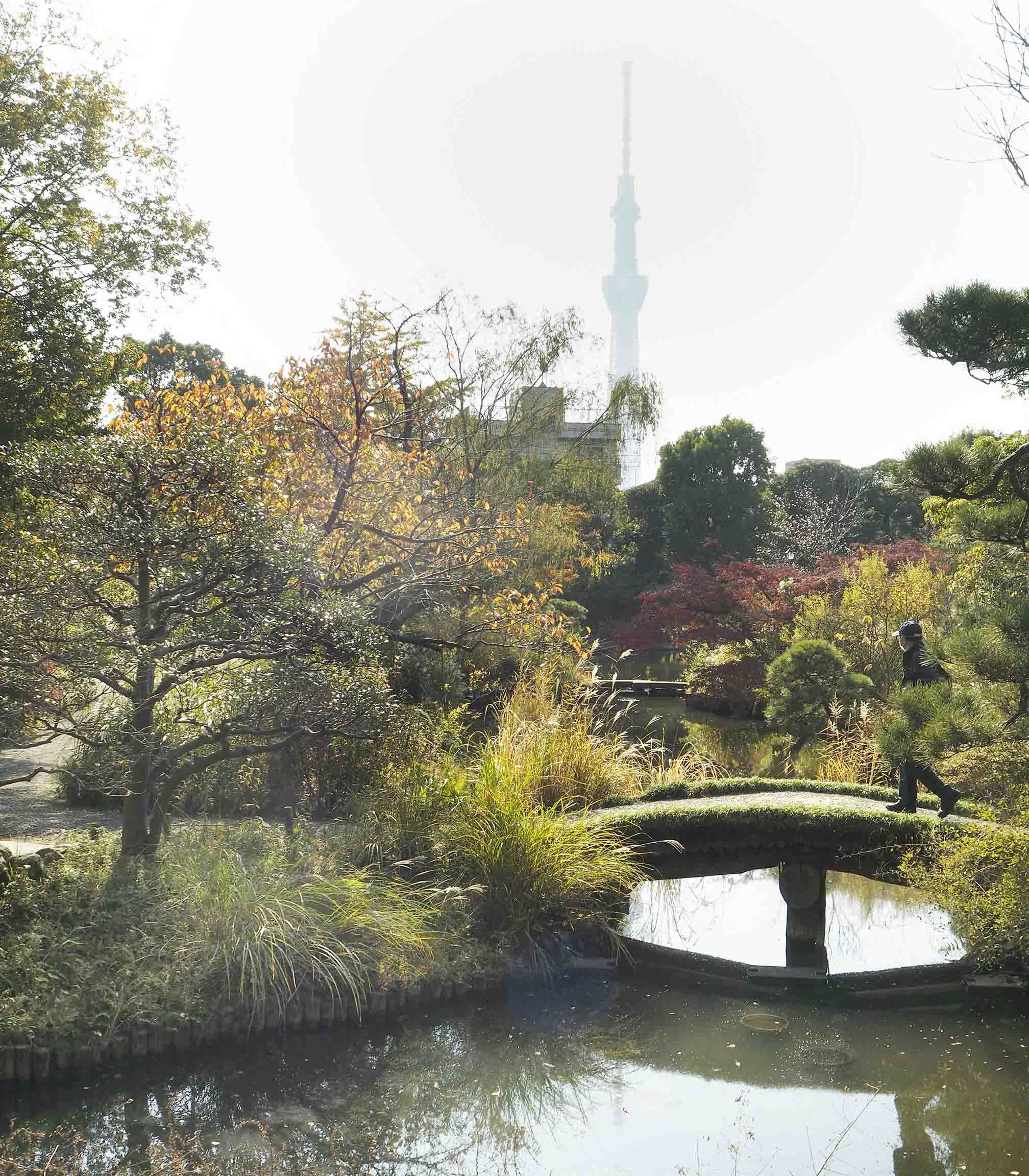 晩秋の向島百花園 自然観察大学ブログ