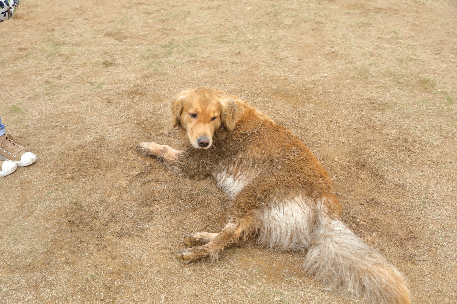 エスペラント犬舎会_b0275998_18440156.jpg