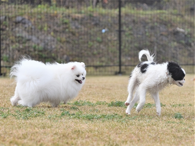 小型犬に大人気_d0360206_18341213.jpg