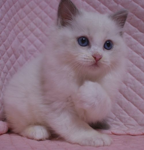 ラグドール子猫 ブルーポイントバイカラー男の子 3匹 家族募集中 9/25 生まれ_e0033609_01104757.jpg