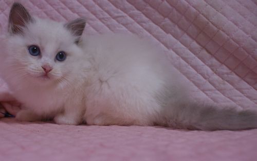ラグドール子猫 ブルーポイントバイカラー男の子 3匹 家族募集中 9/25 生まれ_e0033609_01111889.jpg