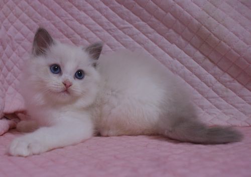 ラグドール子猫 ブルーポイントバイカラー男の子 3匹 家族募集中 9/25 生まれ_e0033609_01113114.jpg