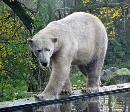 オランダ・ヌエネンの「動物帝国 (Dierenrijk)」のニヴィ (Nivi) がロッテルダム動物園へ_a0151913_17440803.jpg