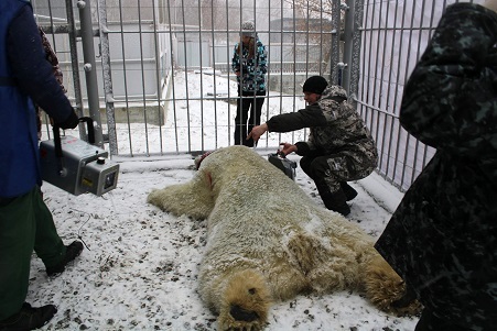 ロシア・ペンザ動物園でベルィ (Белый) の健康診断が行われる ~ 生殖機能に異常はなく同園でパートナーを迎えることが決定_a0151913_20141552.jpg