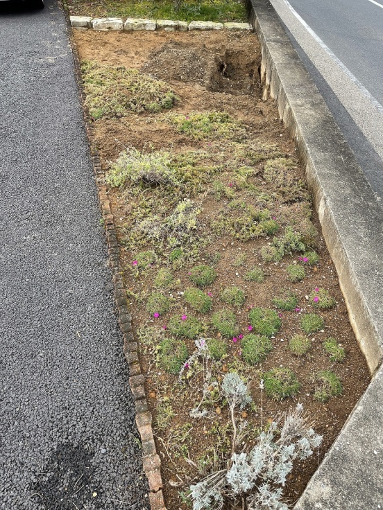 土壌改良とファイザーのワクチン_f0076731_19552888.jpg