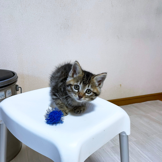みこちゃんのぽや毛。_d0355333_08082520.jpg