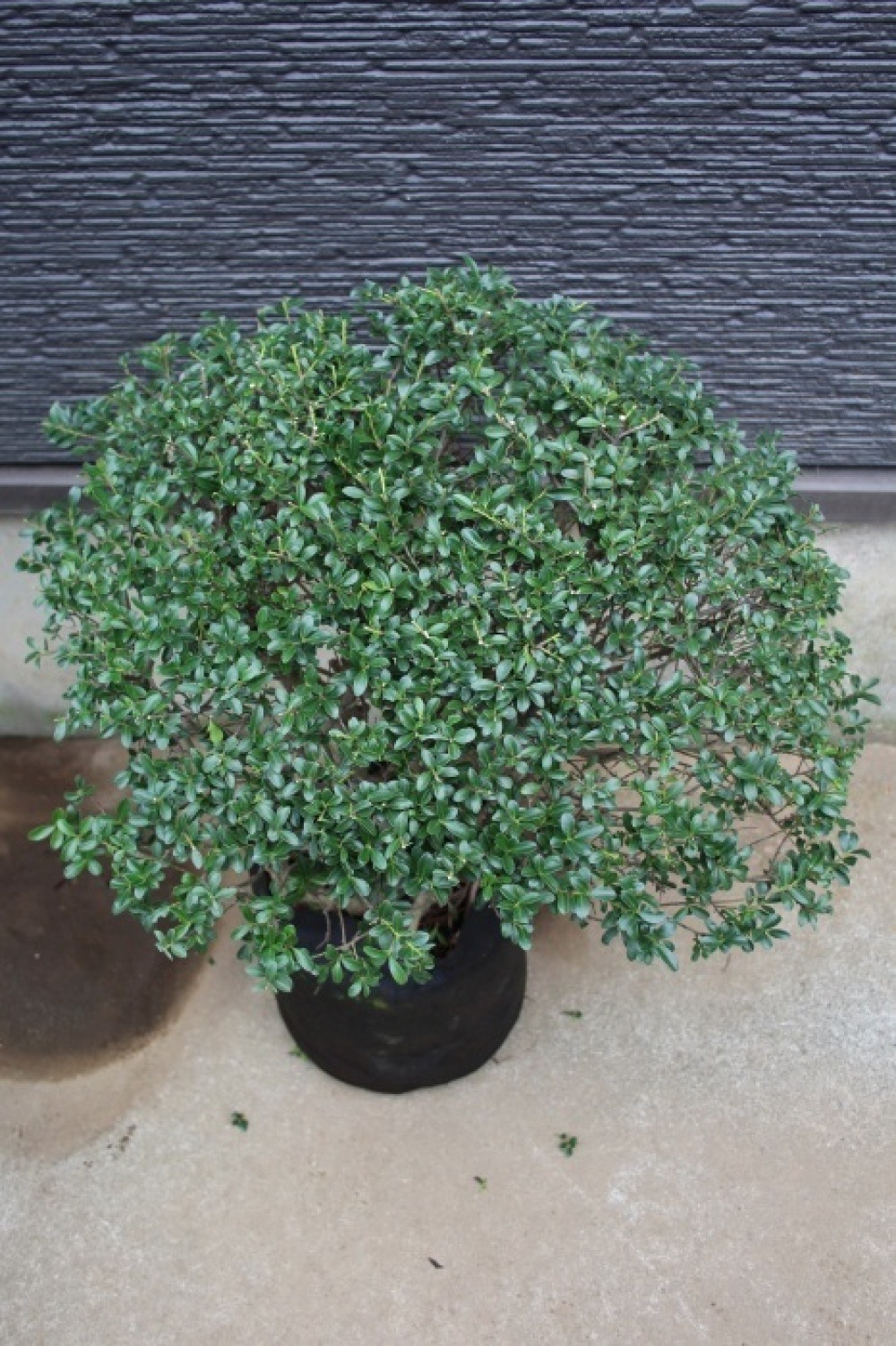 キンメツゲ　仕立て　金芽柘植　スタンド　玄関　玉仕立て　14 楽天市場】玉仕立て金芽ツゲ苗きんめつげ 高さ30センチ前後金芽