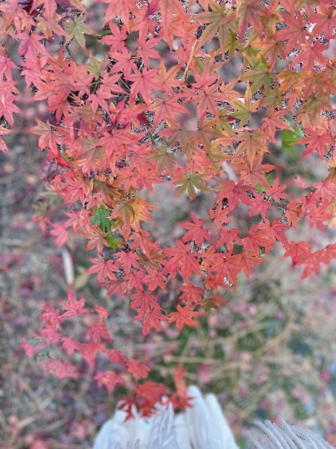 20211123 「禅と工藝」から1年、曹源禅寺へ_d0145345_21491742.jpeg