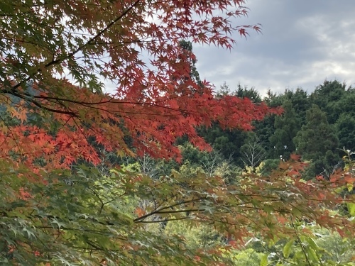 京都・奈良の旅’21 秋その2_e0326953_15461468.jpeg