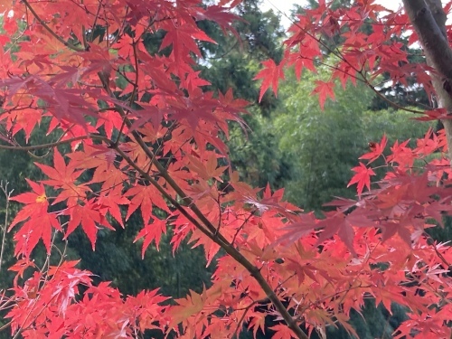 京都・奈良の旅’21 秋その2_e0326953_15481958.jpeg